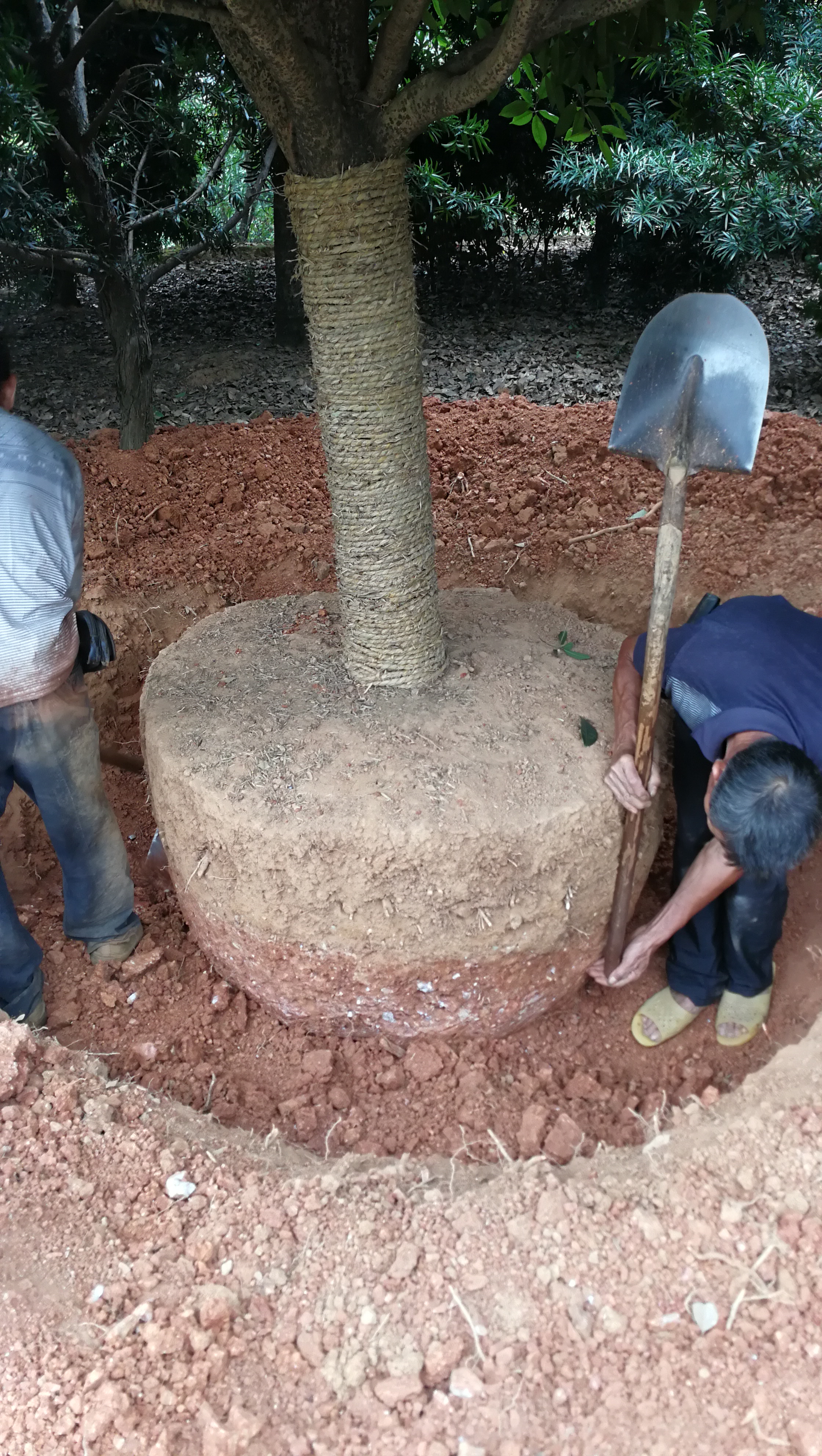 大喬木土球要點(diǎn)一